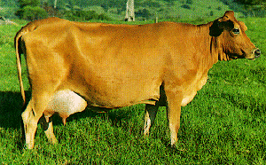 Jersy Cow